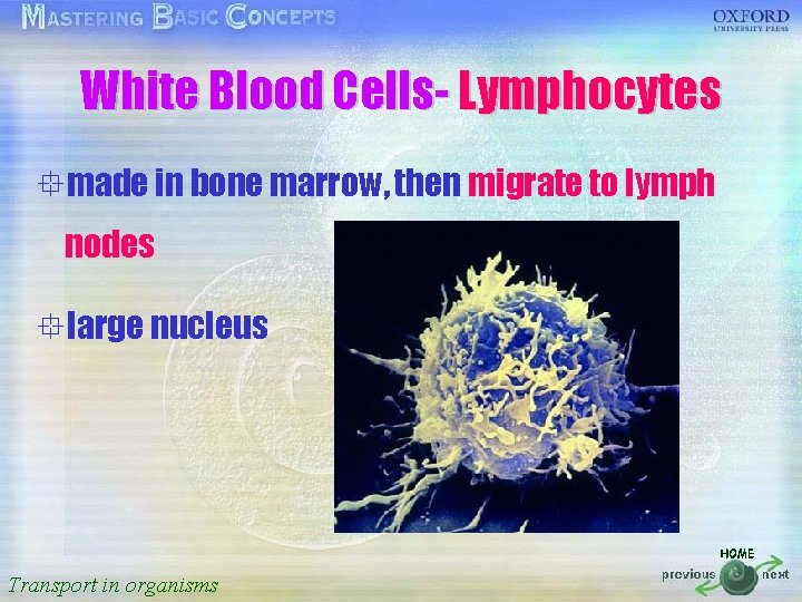 White Blood Cells- Lymphocytes 按一下以編輯母片標題樣式 °made in bone marrow, then migrate to lymph •
