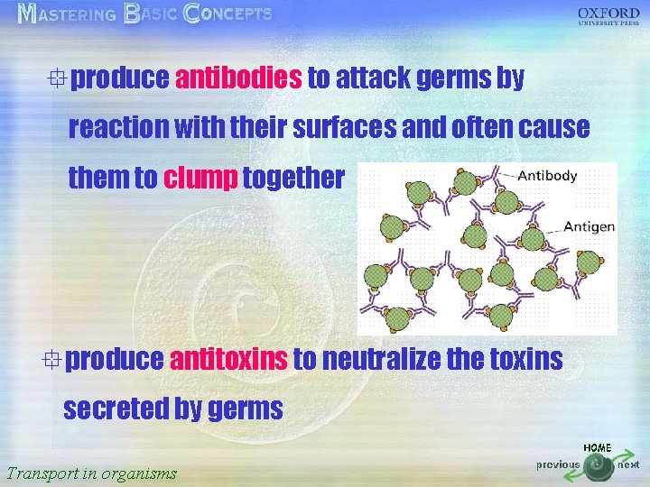 °produce antibodies to attack germs by 按一下以編輯母片標題樣式 reaction with their surfaces and often cause