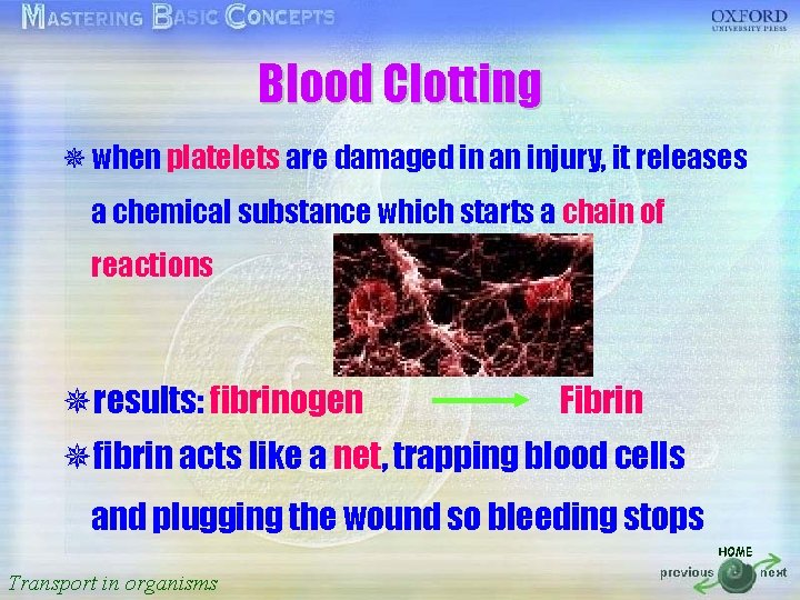 Blood Clotting 按一下以編輯母片標題樣式 ¯ when platelets are damaged in an injury, it releases •