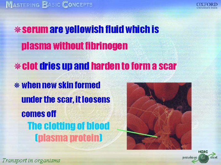 ¯serum are yellowish fluid which is 按一下以編輯母片標題樣式 plasma without fibrinogen • 按一下以編輯母片文字樣式 ¯ •
