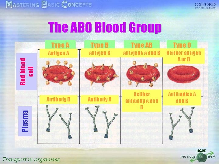 The ABO Blood Group 按一下以編輯母片標題樣式 Type B Type AB Antigens A and B Antigen