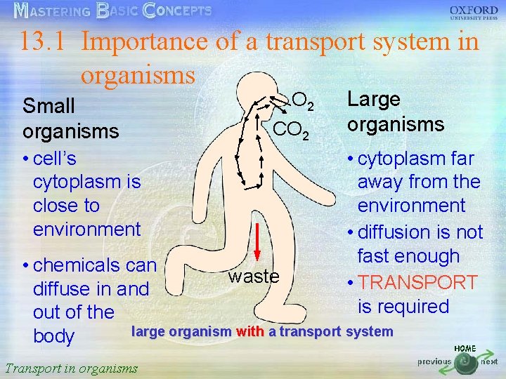 13. 1 Importance of a transport system in 按一下以編輯母片標題樣式 organisms O 2 Large Small