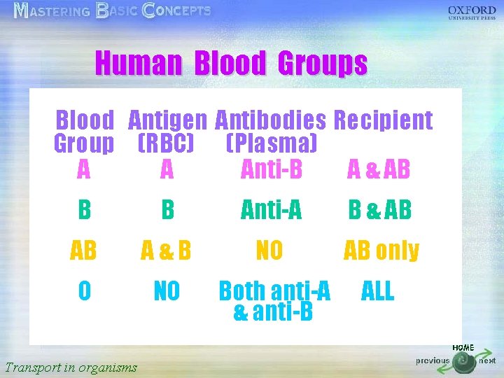 Human Blood Groups 按一下以編輯母片標題樣式 Antigen Antibodies Recipient • Blood 按一下以編輯母片文字樣式 Group (RBC) (Plasma) •
