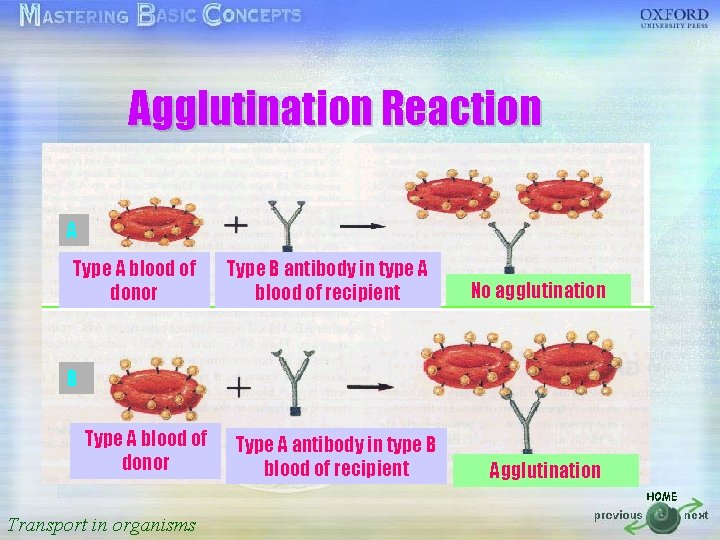 按一下以編輯母片標題樣式 Agglutination Reaction • 按一下以編輯母片文字樣式 • A 第二層 A blood of Type B antibody
