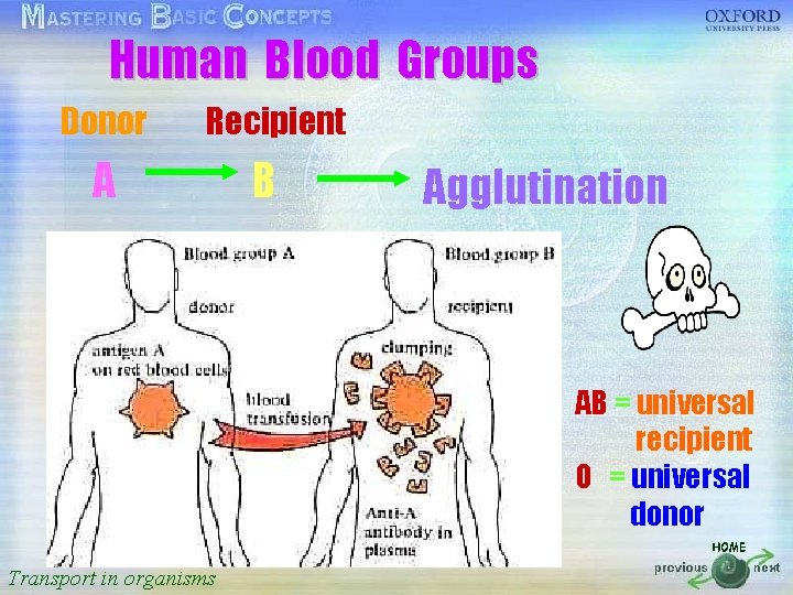 Human Blood Groups 按一下以編輯母片標題樣式 Donor Recipient • • • A按一下以編輯母片文字樣式 B Agglutination 第二層 第三層