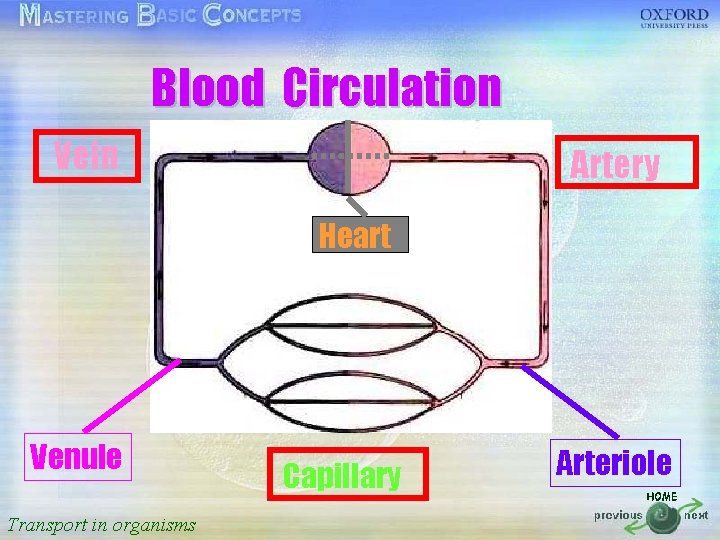 Blood Circulation 按一下以編輯母片標題樣式 Vein Artery Venule Arteriole • • • 按一下以編輯母片文字樣式 第二層 Heart 第三層