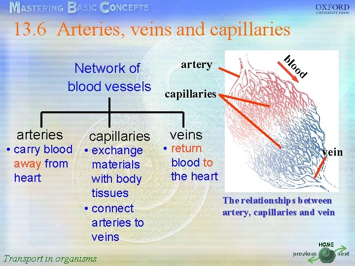 13. 6 Arteries, veins and capillaries 按一下以編輯母片標題樣式 2/24/2021 Transport in organisms d tissues •