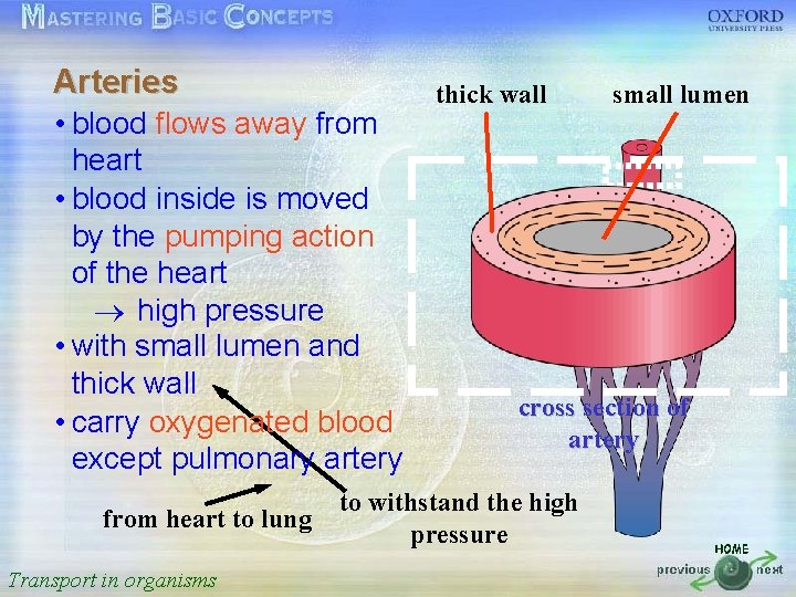 Arteries thick wall small lumen 按一下以編輯母片標題樣式 • blood flows away from heart • •