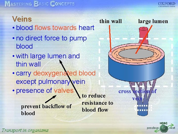 Veins thin wall large lumen 按一下以編輯母片標題樣式 • blood flows towards heart • no direct