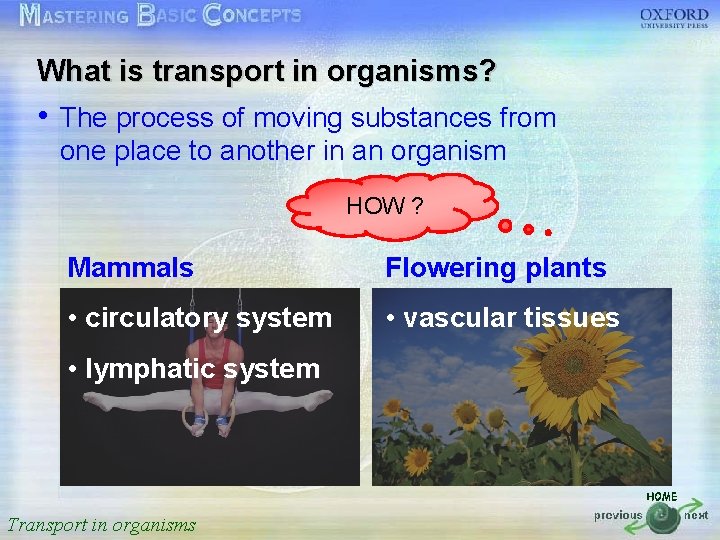 What is transport in organisms? 按一下以編輯母片標題樣式 • The process of moving substances from one