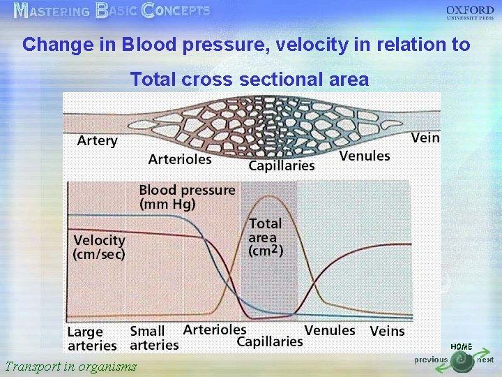 Change in Blood pressure, velocity in relation to 按一下以編輯母片標題樣式 Total cross sectional area •