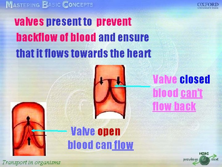 valves present to prevent 按一下以編輯母片標題樣式 backflow of blood and ensure that it flows towards