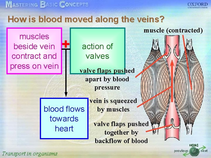 How is blood moved along the veins? 按一下以編輯母片標題樣式 muscle (contracted) muscles beside vein action
