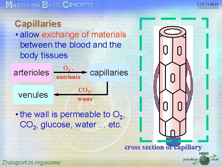 Capillaries 按一下以編輯母片標題樣式 • allow exchange of materials between the blood and the tissues •