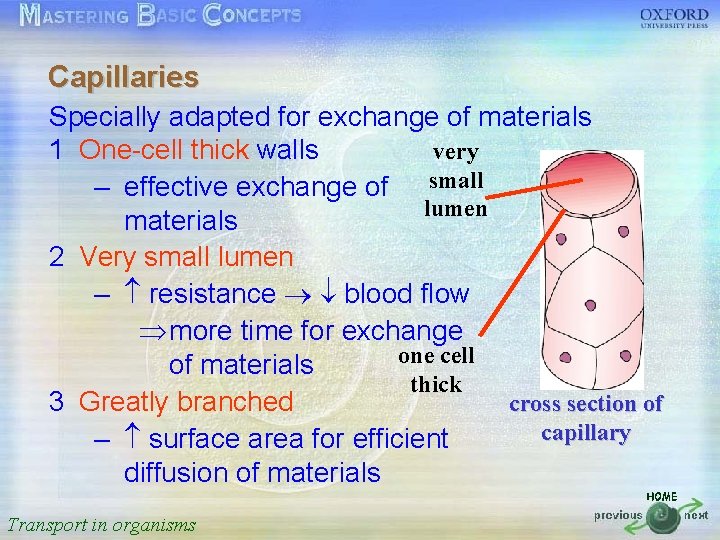 Capillaries 按一下以編輯母片標題樣式 Specially adapted for exchange of materials very 1 One-cell thick walls •