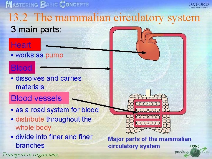 13. 2 The mammalian circulatory system 按一下以編輯母片標題樣式 3 main parts: Heart • 按一下以編輯母片文字樣式 •
