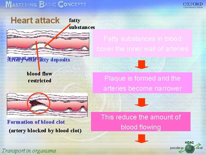Heart attack fatty substances 按一下以編輯母片標題樣式 Fatty substances in blood cover the inner wall of