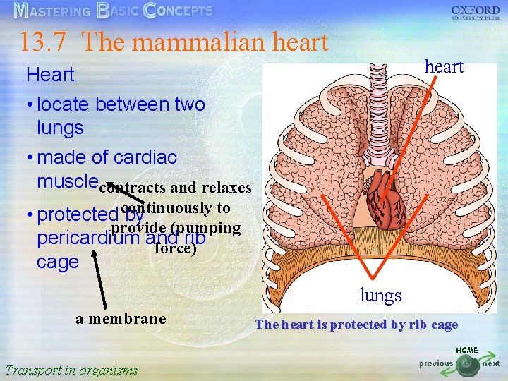 13. 7 The mammalian heart Heart按一下以編輯母片標題樣式 • locate between two • 按一下以編輯母片文字樣式 lungs •
