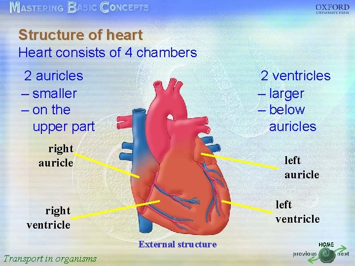 Structure of heart Heart按一下以編輯母片標題樣式 consists of 4 chambers 2 auricles 按一下以編輯母片文字樣式 – • smaller