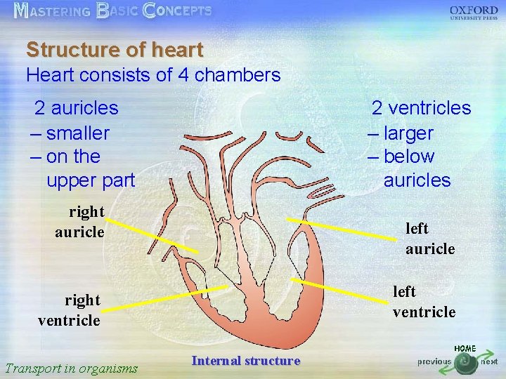 Structure of heart Heart按一下以編輯母片標題樣式 consists of 4 chambers 2 auricles 按一下以編輯母片文字樣式 – • smaller