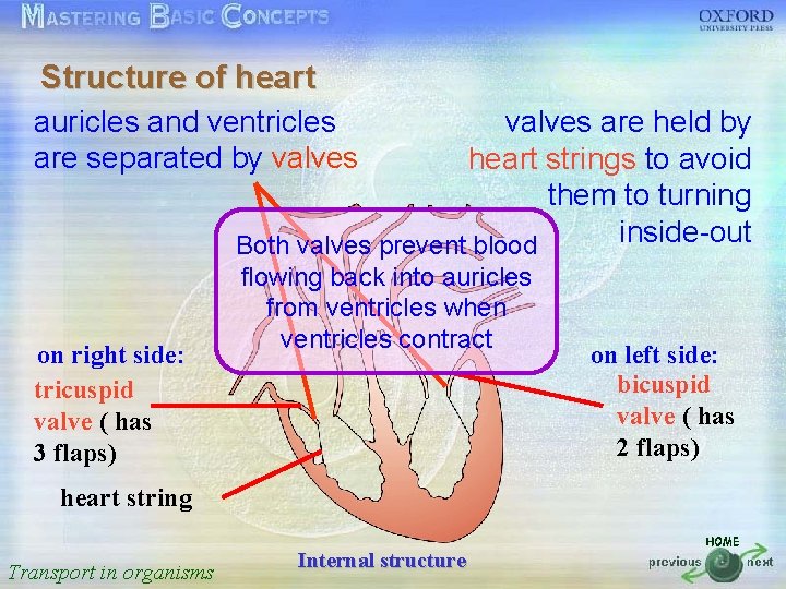 Structure of heart 按一下以編輯母片標題樣式 auricles and ventricles valves are held by are separated by