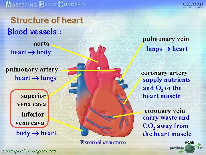 Structure of heart Blood按一下以編輯母片標題樣式 vessels : aorta heart body • 按一下以編輯母片文字樣式 • 第二層 pulmonary