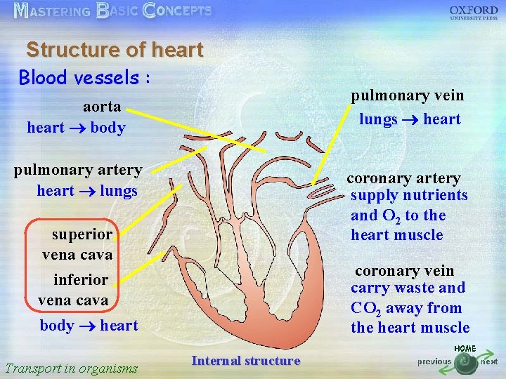 Structure of heart Blood按一下以編輯母片標題樣式 vessels : aorta heart body • 按一下以編輯母片文字樣式 • 第二層 pulmonary