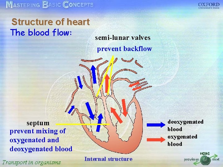 Structure of heart 按一下以編輯母片標題樣式 The blood flow: semi-lunar valves • • • prevent backflow