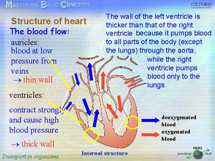 The wall of the left ventricle is Structure of heart thicker than that of
