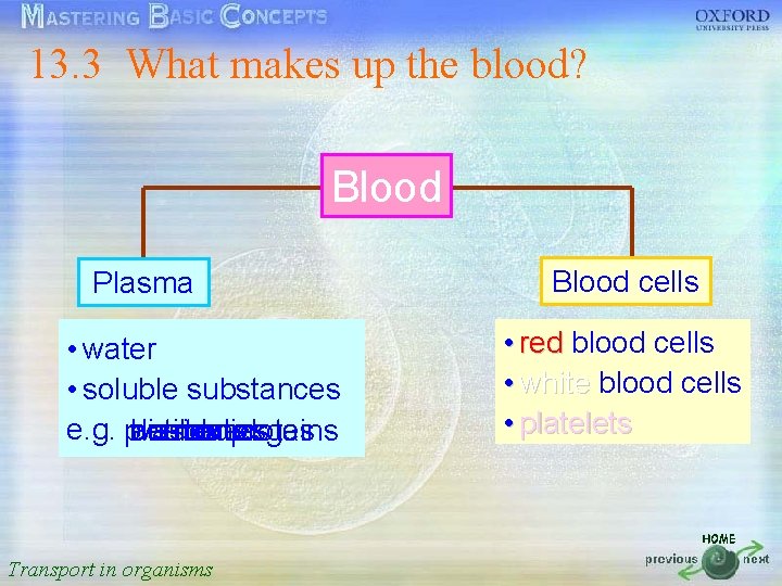 13. 3 What makes up the blood? 按一下以編輯母片標題樣式 Blood • 按一下以編輯母片文字樣式 • 第二層 Blood