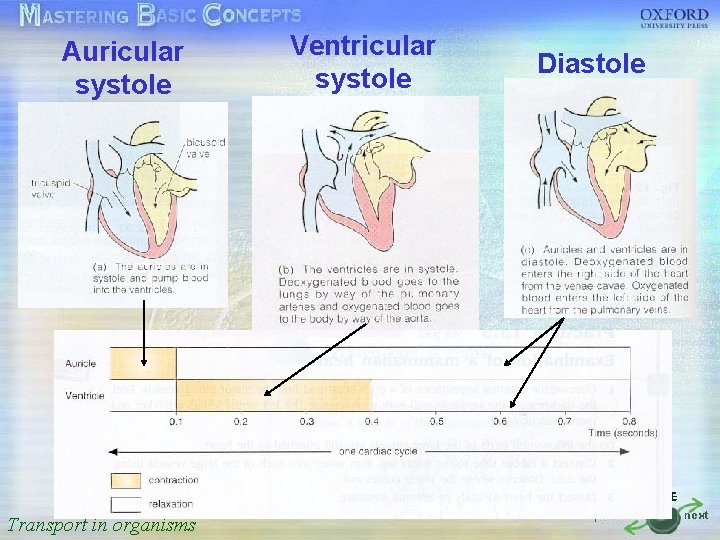 Auricular systole Ventricular systole Diastole 按一下以編輯母片標題樣式 • • • 按一下以編輯母片文字樣式 第二層 第三層 第四層 第五層