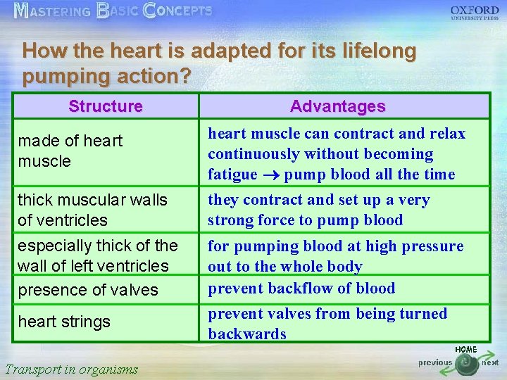 How the heart is adapted for its lifelong 按一下以編輯母片標題樣式 pumping action? Structure Advantages •
