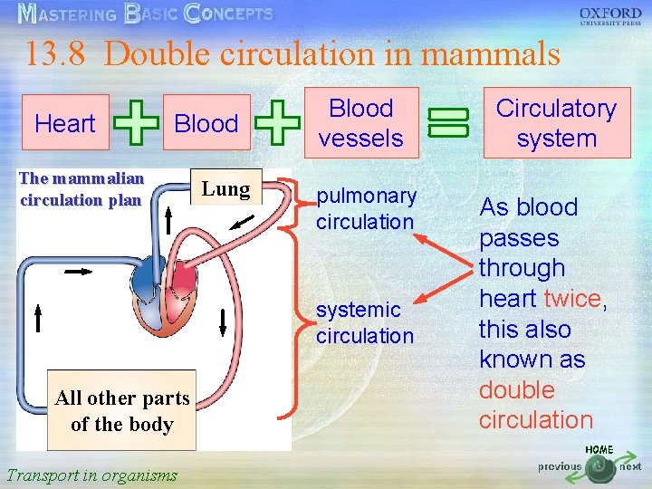 13. 8 Double circulation in mammals 按一下以編輯母片標題樣式 Blood Circulatory Heart • • • Blood