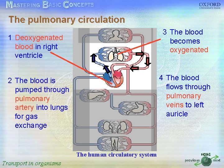 The pulmonary circulation 按一下以編輯母片標題樣式 3 The blood 1 Deoxygenated blood in right ventricle •