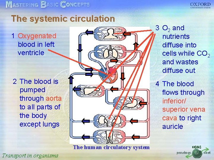 The systemic circulation 3 O and 按一下以編輯母片標題樣式 1 Oxygenated nutrients 2 blood in left