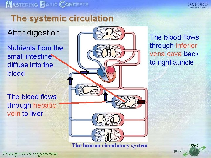 The systemic circulation 按一下以編輯母片標題樣式 After digestion The blood flows Nutrients from the • intestine
