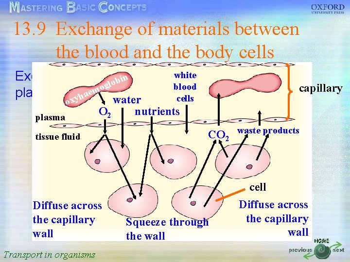 13. 9 Exchange of materials between 按一下以編輯母片標題樣式 the blood and the body cells white
