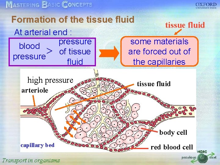 Formation of the tissue fluid 按一下以編輯母片標題樣式 At arterial end : pressure some materials blood