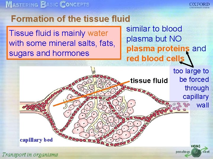 Formation of the tissue fluid similar to blood 按一下以編輯母片標題樣式 Tissue fluid is mainly water