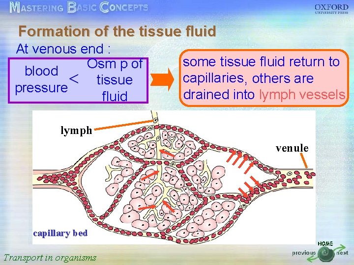 Formation of the tissue fluid At venous end : 按一下以編輯母片標題樣式 some tissue fluid return