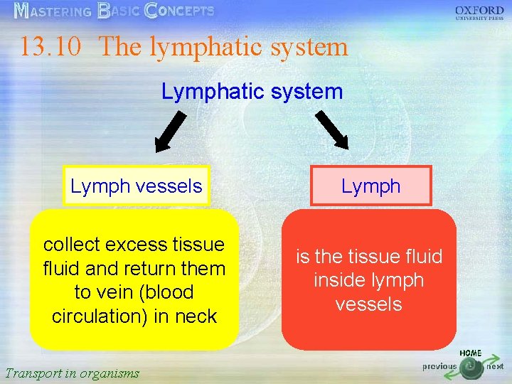 13. 10 The lymphatic system 按一下以編輯母片標題樣式 Lymphatic system • 按一下以編輯母片文字樣式 • 第二層 Lymph vessels