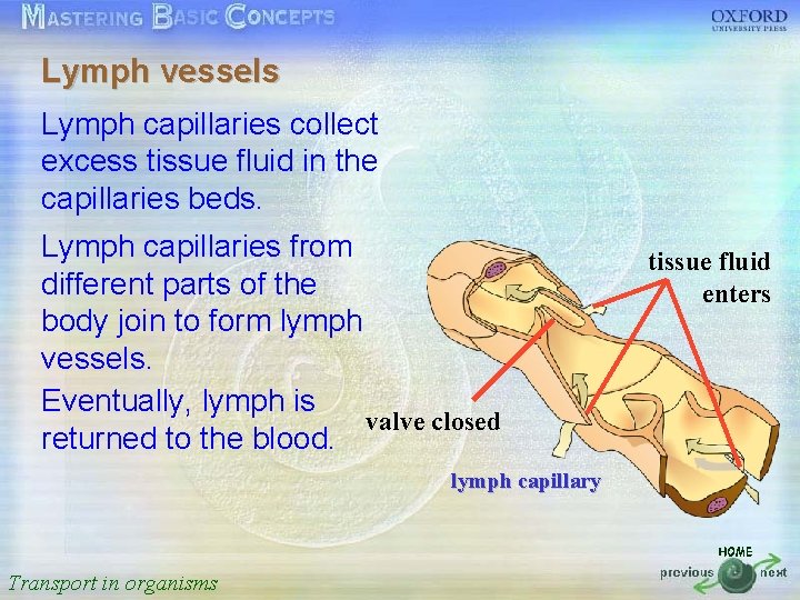 Lymph vessels 按一下以編輯母片標題樣式 Lymph capillaries collect excess tissue fluid in the capillaries beds. •