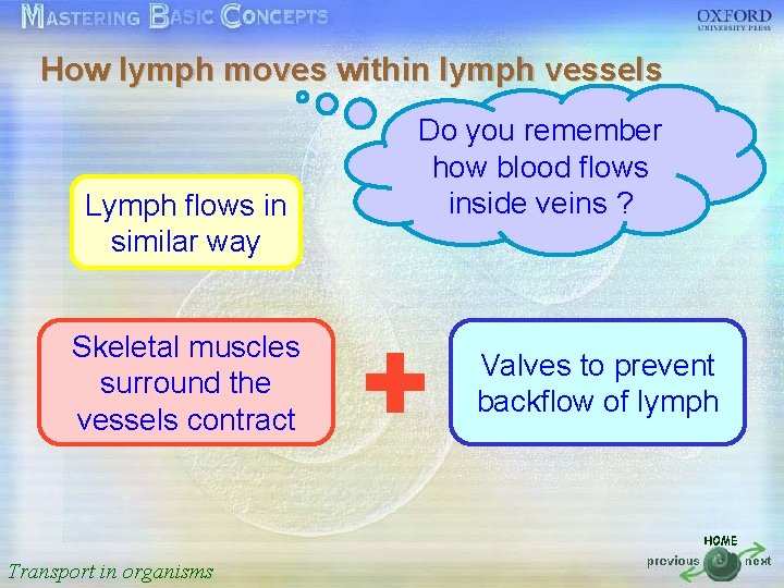 How lymph moves within lymph vessels 按一下以編輯母片標題樣式 Do you remember how blood flows •