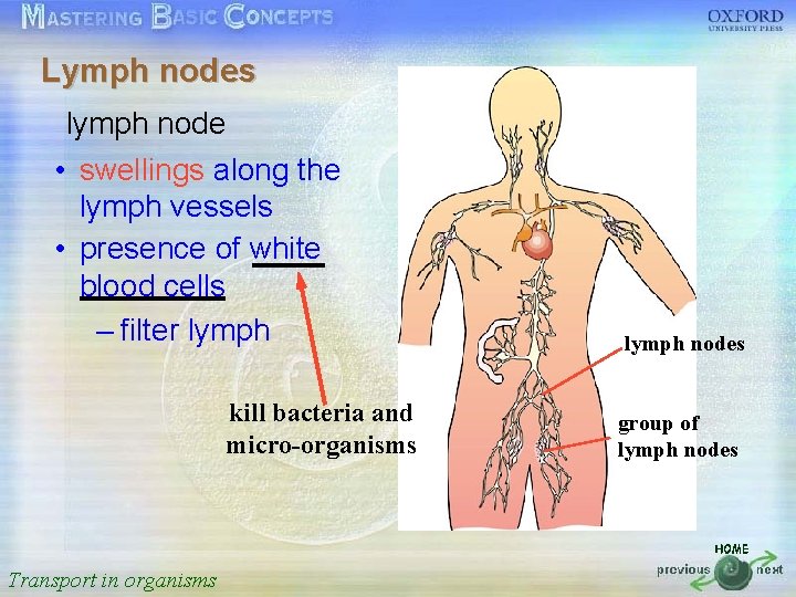 Lymph nodes 按一下以編輯母片標題樣式 lymph node • swellings along the • lymph 按一下以編輯母片文字樣式 vessels •