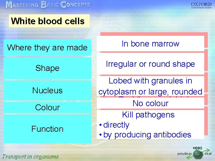 White blood cells 按一下以編輯母片標題樣式 Where they are made • • • In. Inred bone