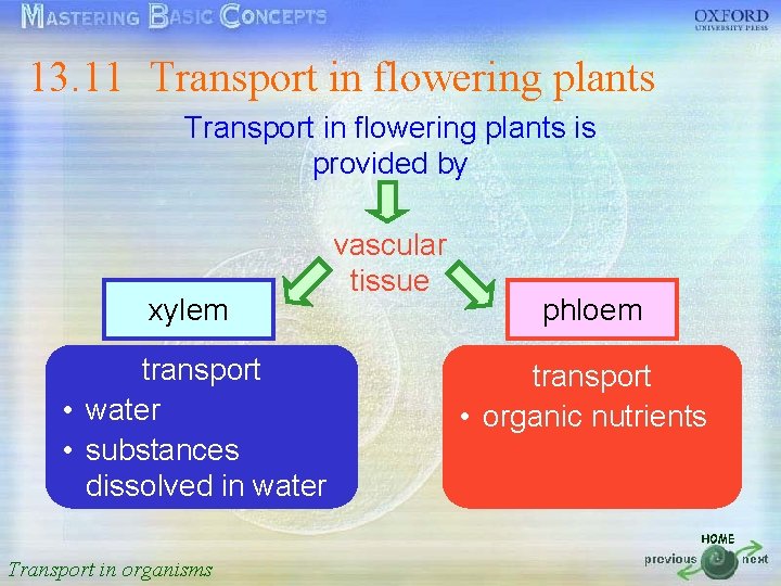 13. 11 Transport in flowering plants 按一下以編輯母片標題樣式 Transport in flowering plants is provided by