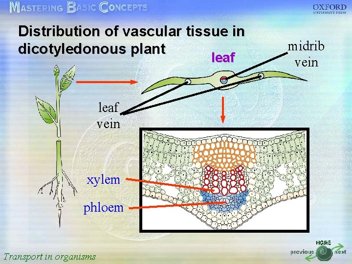 Distribution of vascular tissue in midrib 按一下以編輯母片標題樣式 dicotyledonous plant leaf • • • vein