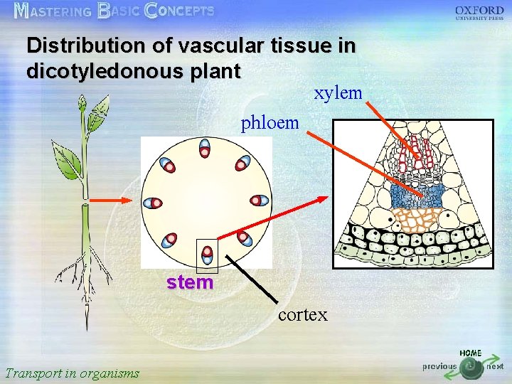 Distribution of vascular tissue in 按一下以編輯母片標題樣式 dicotyledonous plant xylem • • • phloem 按一下以編輯母片文字樣式