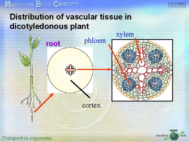 Distribution of vascular tissue in 按一下以編輯母片標題樣式 dicotyledonous plant • • • root phloem xylem