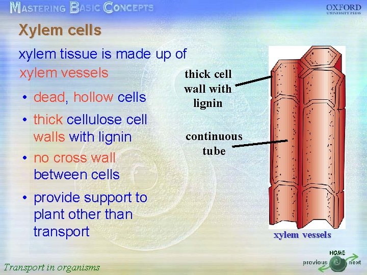 Xylem cells 按一下以編輯母片標題樣式 xylem tissue is made up of xylem vessels thick cell wall